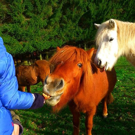 Un gîte dans la vallée Obersteinbach Exterior foto